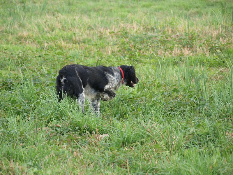 Gibbs de la barrière des dunes